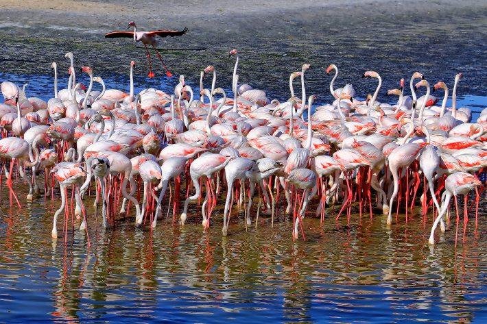 10 Hidden Tourist Places in Dubai: Ras Al Khor Wildlife Sanctuary