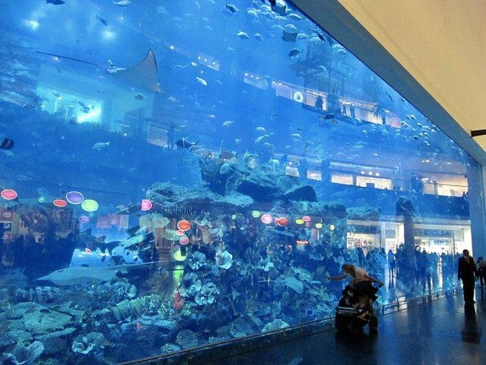 Underwater Zoo And Dubai Aquarium