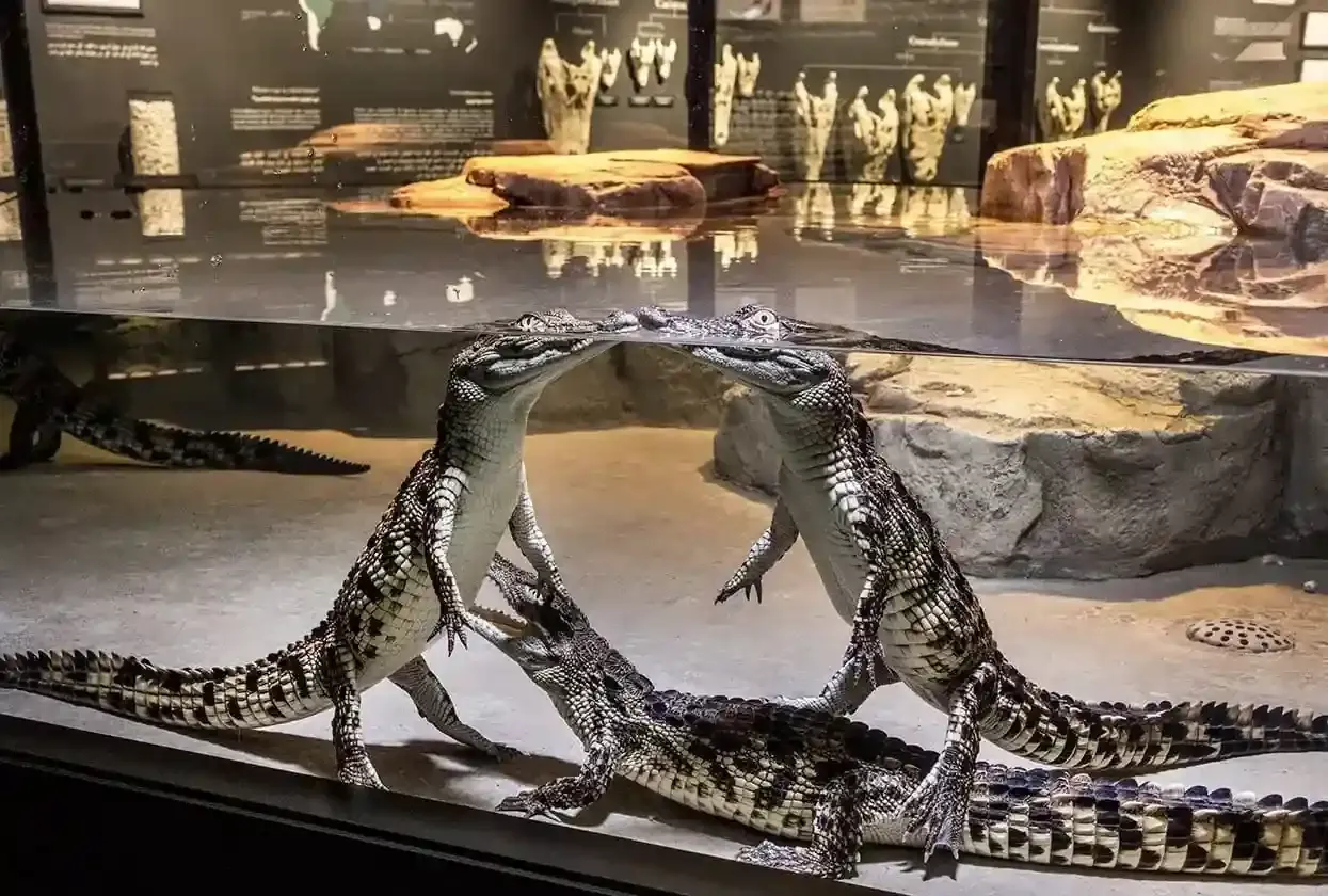 Discover Crocodile History in the Museum+