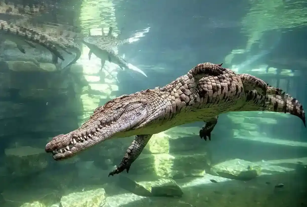The Crocodile Aquarium Experience